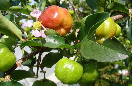 acerola