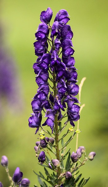 aconitum napellus