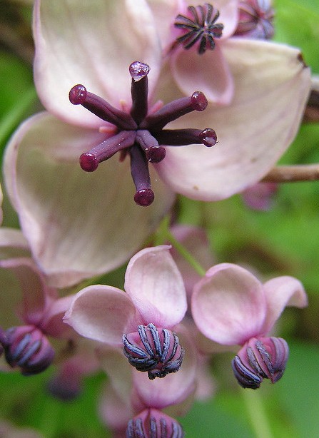 akebie akebia quinata fleur