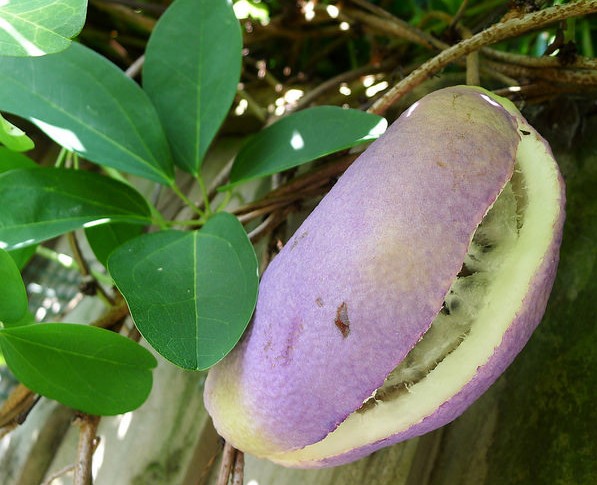 akebie akebia quinata fruit