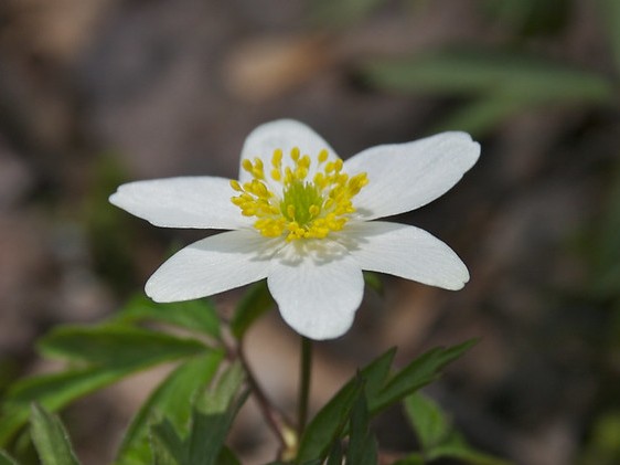 anemone nemorosa anemone sylvie