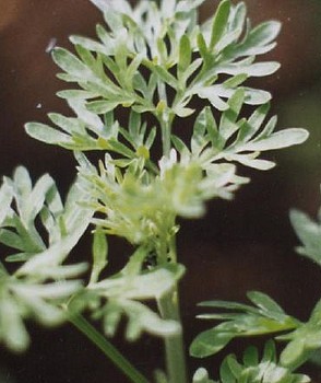 Artemisia absinthium, absinthe