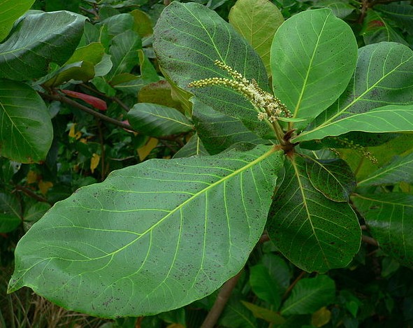 badamier myrobalan terminalia cattapa feuilles