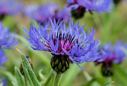 bleuet centaurea montana