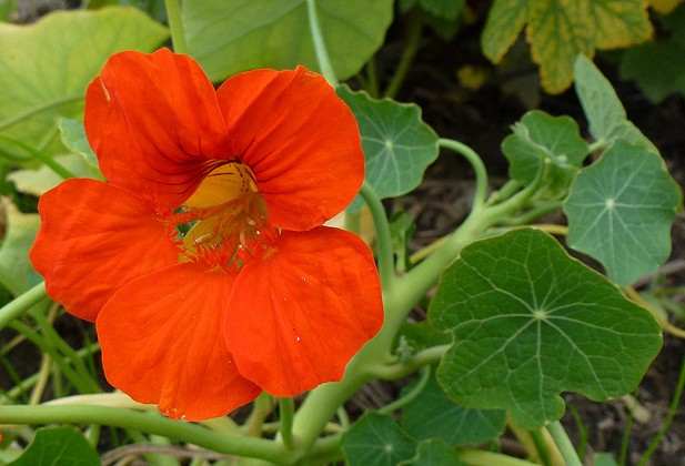 capucine tropaeolum majus