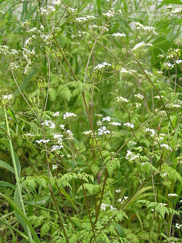 cerfeuil anthriscus cerefolium