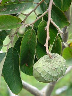 Chérimolier, Annona cherimola