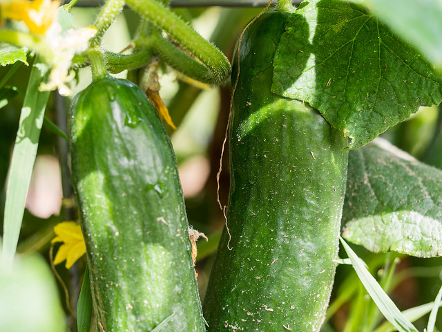 concombre cucumis sativus