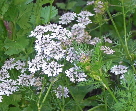 coriandre coriandrum sativum plante