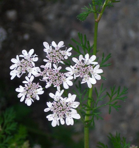 coriandre coriandrum sativum