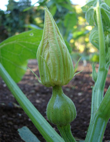 courgette cucurbita pepo