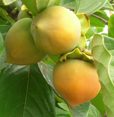 Kaki pomme : plantation, entretien, soin