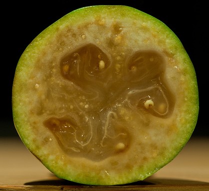 feijoa sellowiana fruit