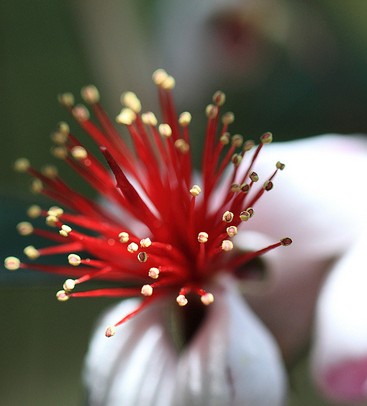 feijoa sellowiana