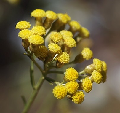 immortelle italie helichrysum angustifolium