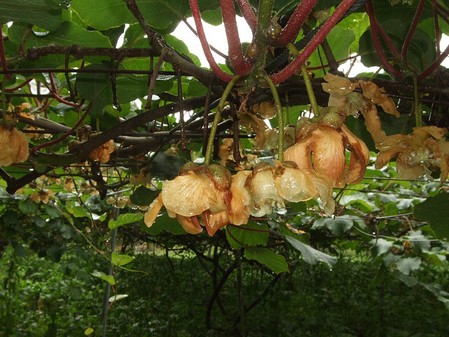 kiwi actinidia deliciosa pergola