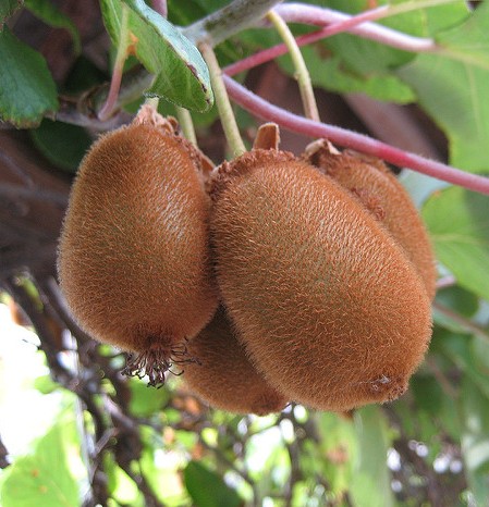 kiwi