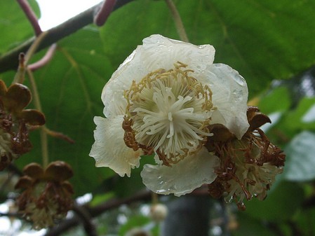 kiwier actinidia deliciosa