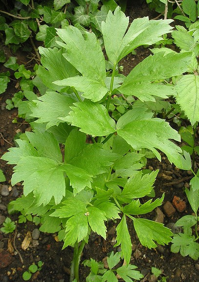 liveche levisticum officinalis plante