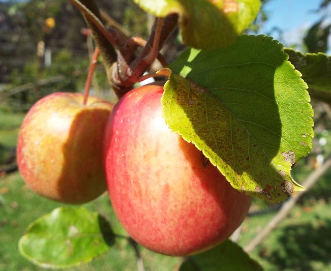 malus domestica pommes