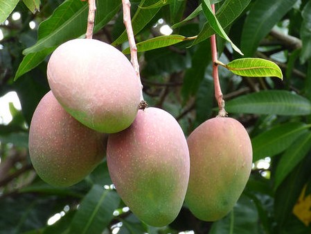 manguier mangifera indica