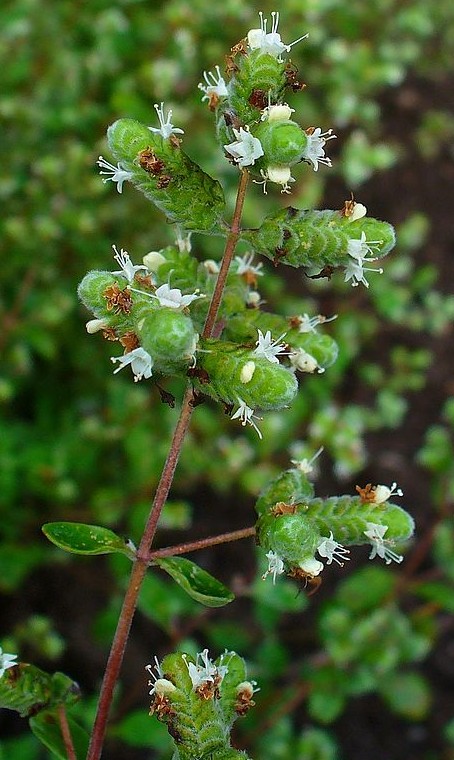 marjolaine origanum majorana