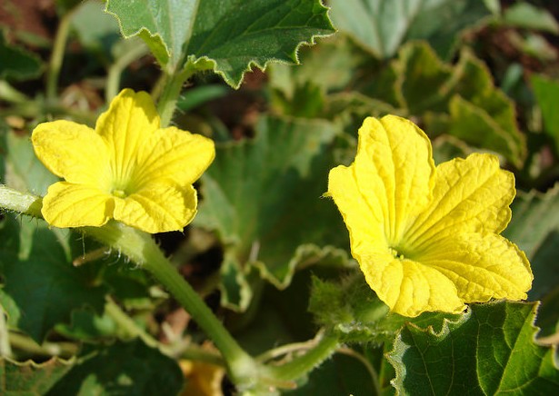 melon fleurs cucumis melo