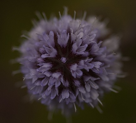 menthe mentha fleur