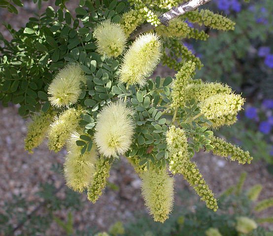 mesquite prosopis pubescens inflorescence