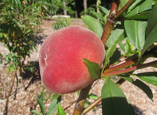 pecher prunus persica