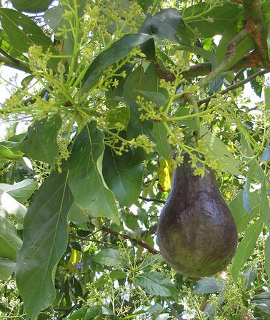 Persea americana avocatier