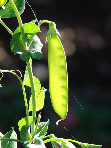 Les pois (pisum sativum) - Le potager ornemental de Catherine