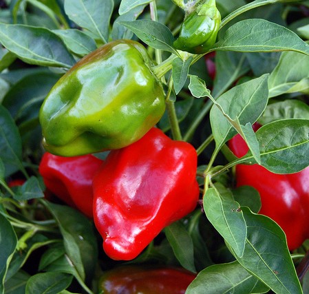 poivron capsicum annuum