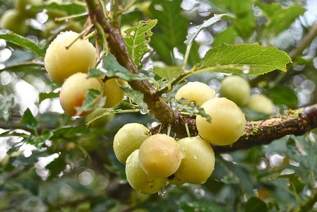 Prunes prunus domestica