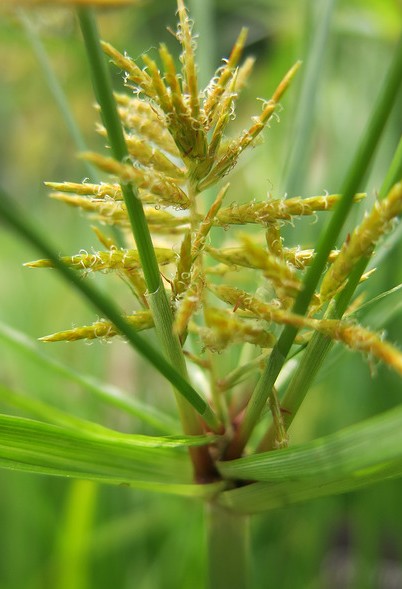 souchet cyperus esculentus inflorescence