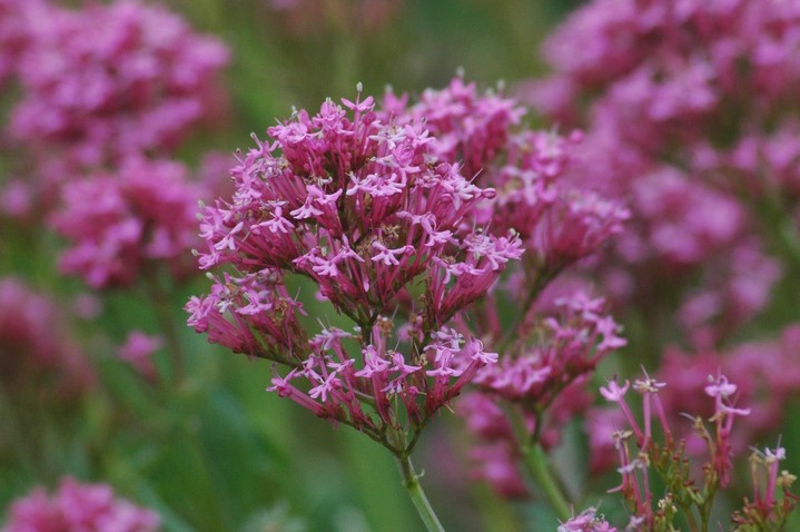 valeriane jardins centranthus ruber