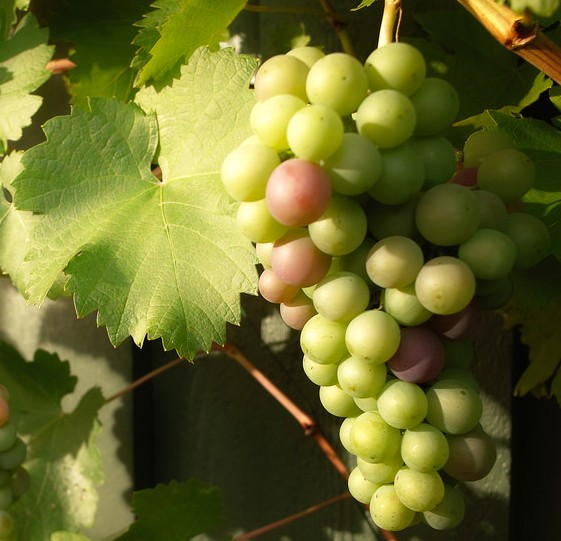 vigne Vitis vinifera