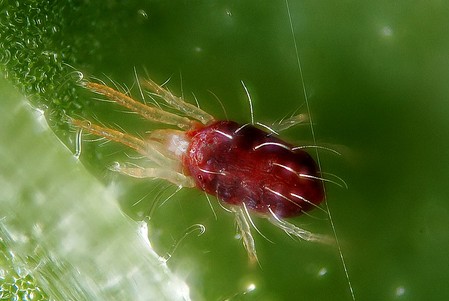 acarien rouge tetranychus urticae