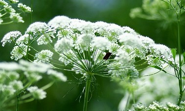 ammi majus