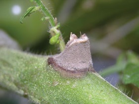 botrytis tomate tige