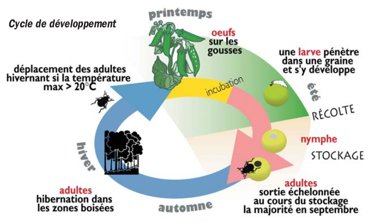 bruche pois cycle developpement