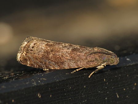 carpocapse prunier grapholita funebrana