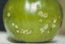 chancre bactérien fruit clavibacter michiganensis