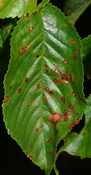 maladie criblee stigmina carpophila