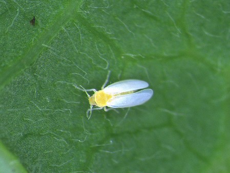 mouche blanche bemisia tabaci