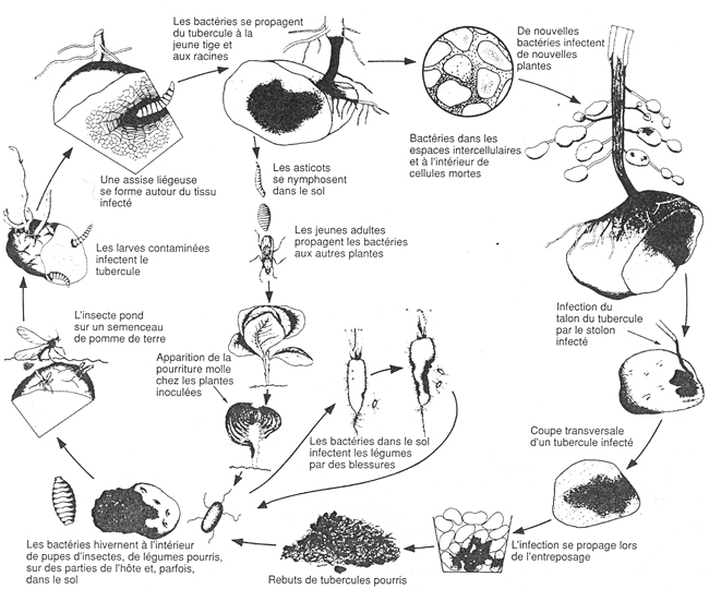 pourriture molle bacterienne cycle developpement