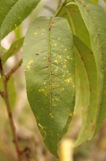 rouille amandier tranzschelia discolor