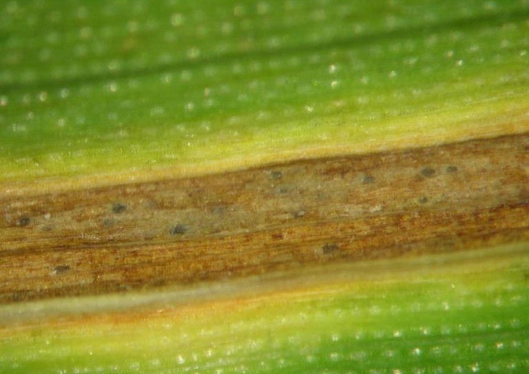 septoriose cereales septoria tritici