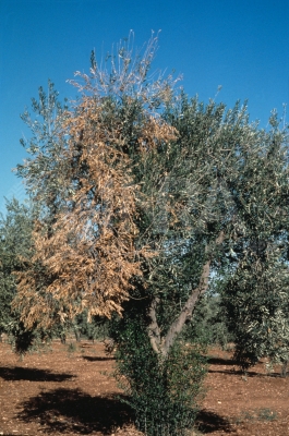 verticilliose olivier