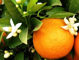Bigaradier Citrus aurantium - Magasin bio en ligne